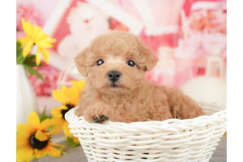 販売中の千葉県のトイプードル-372336の7枚目